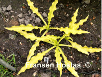 Hosta 