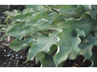 Hosta 
