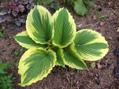 Hosta 