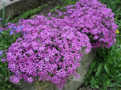 Флокс 