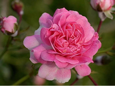 Rosa 