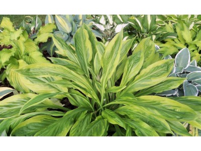 Hosta 