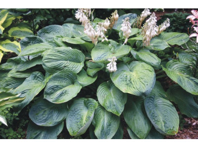 Hosta 