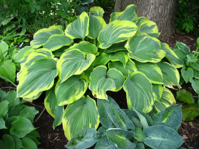 Hosta Hosta