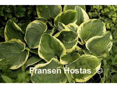 Hosta 