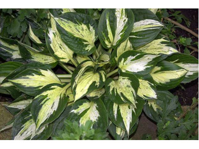 Hosta 