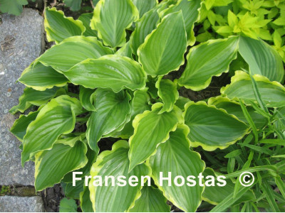 Hosta 
