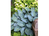 Hosta 