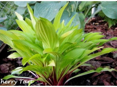 Hosta 