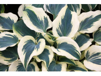 Hosta 