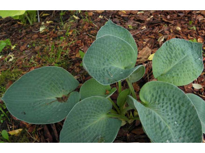 Hosta 