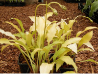 Hosta 