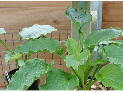 Hosta 