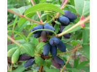 Жимолость камчатская 