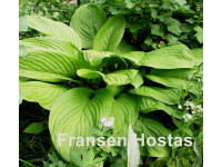 Hosta Hosta
