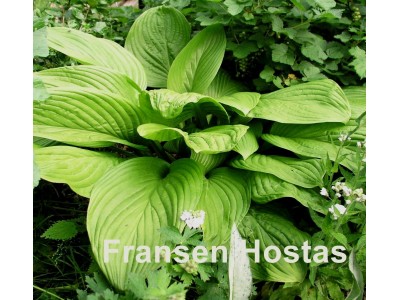 Hosta 