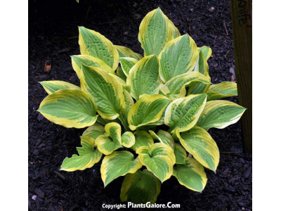 Hosta Hosta