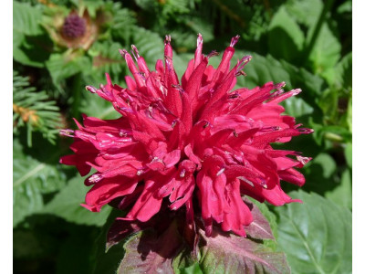 Монарда 