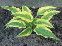 Hosta 